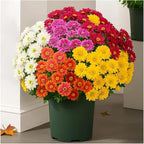 Artificial Mums for Outdoors, Faux Sunset Mum Flowers Planters for Indoor Outside Decor, Fake Look Real, Vibrant, UV Resistant, Waterproof, Windproof (1Mix, 10 Bundle)