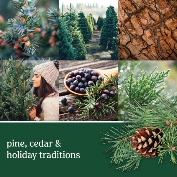 Yankee Candle ScentPlug Refill, Balsam & Cedar (Pack of 6)