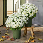 Artificial Mums for Outdoors, Faux Sunset Mum Flowers Planters for Indoor Outside Decor, Fake Look Real, Vibrant, UV Resistant, Waterproof, Windproof (White, 5 Bundle)