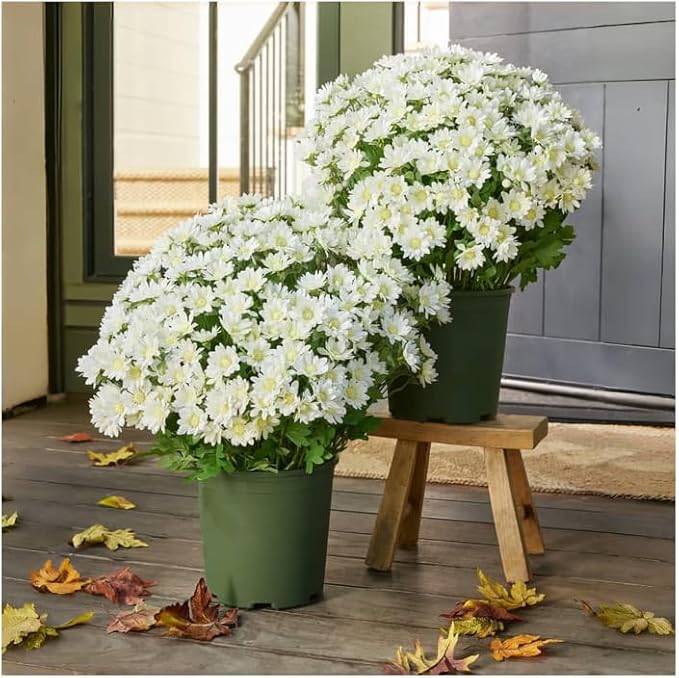 Artificial Mums for Outdoors, Faux Sunset Mum Flowers Planters for Indoor Outside Decor, Fake Look Real, Vibrant, UV Resistant, Waterproof, Windproof (White, 5 Bundle)
