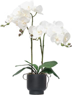 CXGS Orchids Artificial Flowers Real Touch Fake Flowers in Ceramic Pot 20" White Faux Orchid Plant Lifelike Silk Phalaenopsis for Centerpiece Hotel Home Indoor Decor