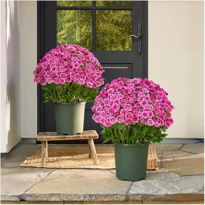 Artificial Mums for Outdoors, Faux Sunset Mum Flowers Planters for Indoor Outside Decor, Fake Look Real, Vibrant, UV Resistant, Waterproof, Windproof (Pink, 5 Bundle)