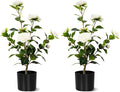 Artificial Camellia Tree 2 Pack, Artificial Plants Outdoor Faux Floral Plant in Cement Pot Fake Silk Camellia Tree Plants for Home House Living Room Office Decor