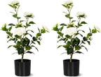 Artificial Camellia Tree 2 Pack, Artificial Plants Outdoor Faux Floral Plant in Cement Pot Fake Silk Camellia Tree Plants for Home House Living Room Office Decor