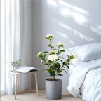 Artificial Camellia Tree 2 Pack, Artificial Plants Outdoor Faux Floral Plant in Cement Pot Fake Silk Camellia Tree Plants for Home House Living Room Office Decor