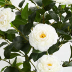 3FT Artificial Camellia Tree, 2 Pack Fake Camellia Tree Artificial Tree, Faux Floral Plants in Cement Pot, Greenery Potted Plant for Indoor Outdoor Home Office Porch Decor (White)