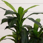 Nearly Natural 48in. Dracaena Artificial Plant with Green Real Touch Leaves - Lifelike Indoor Décor