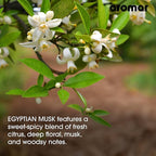 AROMAR Premium Fragrance Oil - Essential Oil for Diffusers & Home Aromatherapy - Egyptian Musk - 8oz
