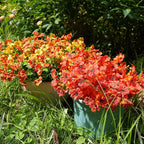 Artificial Flowers for Outdoor, UV Resistant Fake Silk Flowers, Realistic Faux Plants for Outside Indoor Porch Patio Window Box Planter Home Decor (16, Fall OrangeRed Yellow)