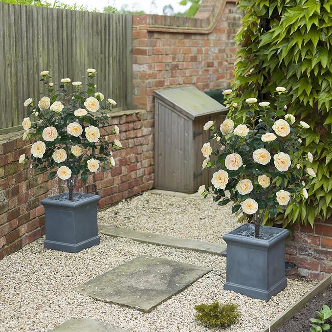 3.6FT Artificial Camellia Fake Tree, Artificial Plants & Flowers with 32 Yellow Pink Flowers for Door Front Decoration Porch Patio Living Room Office Indoor Outdoor Decor (2PCS Contains Dried Moss)