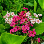 28 Bundles Silk Daisy Fake Plants Faux Flowers UV Resistant Fake Bushes Plastic Artificial Flowers Faux Outdoor Indoor Plants for Spring Summer Decoration (7 Colors)