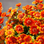 Artificial Mums for Outdoors, Faux Sunset Mum Flowers Planters for Indoor Outside Decor, Fake Look Real, Vibrant, UV Resistant, Waterproof, Windproof (White, 5 Bundle)