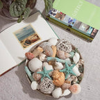 ANDALUCA Ocean Plumes Scented Seashell Potpourri Made in California Large 20 oz Bag Fragrance Vial Scents of Orange, Lime, Bergamot, Lily, Rose and Tonka Coastal Home Decor