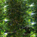 AWQ 200 LED 9.8ft x 6.6ft String Lights Net Mesh Lights Christmas Net Lights 8 Modes for Christmas Wedding Party Home Garden Lawn Bushes Indoor Outdoor Decor (9.8ft x 6.6ft, White)