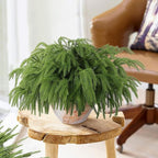 12 Pcs Artificial Norfolk Pine Branches, Norfolk Pine Artificial Pine Stems DIY Crafts Faux Christmas Greenary Norfolk Pine Branches for Xmas Wreath Garland Home Decor (12)