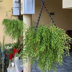 RECUTMS Artificial Weeping Willow 6Pcs,Plastic Leaves Twig Plants Greenery Fake Hanging Ivy Garland UV Resistant for Indoor Outdoor Home Garden Wall Baskets Wedding Party Table Planter Filler Decor