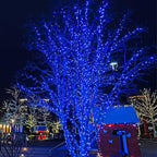 5mm LED Wide Angle Blue Prelamped Light Set, Green Wire - 70 5mm Blue LED Christmas Lights, 4" Spacing