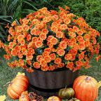 Artificial Faux Flowers for Outdoor 16 Bundles Boxwood Fake Morning Glory for Planter,UV Resistant Fake Flowers for Home Porch Patio Outside（Orange）